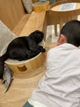 Cat Café MOFF コクーンシティさいたま新都心店に投稿された画像（2025/4/21）