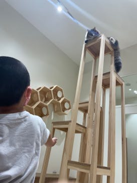 Cat Café MOFF コクーンシティさいたま新都心店に投稿された画像（2025/4/20）