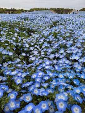 マリンワールド海の中道に投稿された画像（2025/4/21）