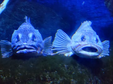 鴨川シーワールドに投稿された画像（2025/4/21）