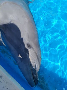 南知多ビーチランド＆南知多おもちゃ王国に投稿された画像（2025/4/21）