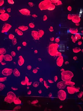 名古屋港水族館に投稿された画像（2025/4/21）