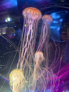 名古屋港水族館に投稿された画像（2025/4/21）