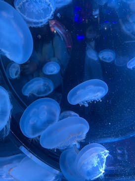 名古屋港水族館に投稿された画像（2025/4/21）