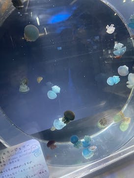 名古屋港水族館に投稿された画像（2025/4/21）