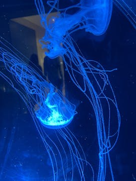 名古屋港水族館に投稿された画像（2025/4/21）