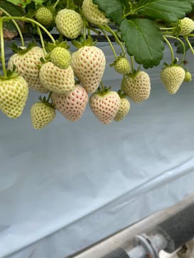 はなのかファームに投稿された画像（2025/4/21）