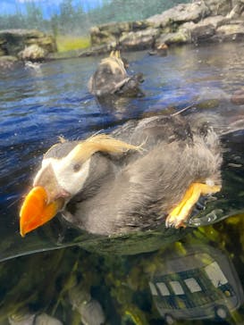 鴨川シーワールドに投稿された画像（2025/4/21）