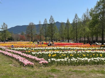 滋賀農業公園ブルーメの丘に投稿された画像（2025/4/21）