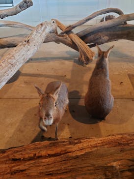 霞ケ浦 どうぶつとみんなのいえに投稿された画像（2025/4/21）