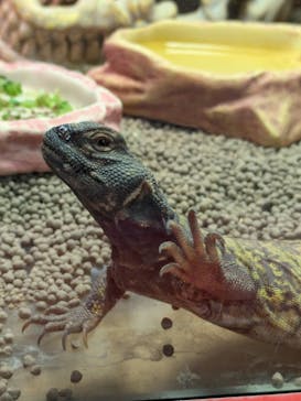 NARA IKIMONO MUSEUMに投稿された画像（2025/4/21）