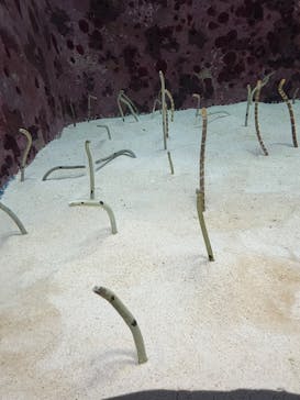 沖縄美ら海水族館に投稿された画像（2025/4/21）