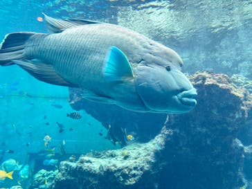 沖縄美ら海水族館に投稿された画像（2025/4/21）