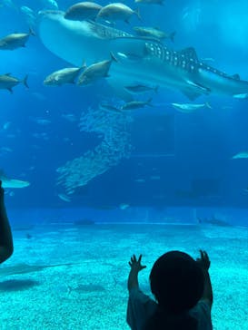 沖縄美ら海水族館に投稿された画像（2025/4/21）