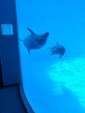 名古屋港水族館に投稿された画像（2025/4/21）