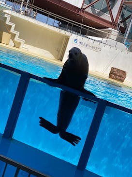 伊豆・三津シーパラダイスに投稿された画像（2025/4/21）