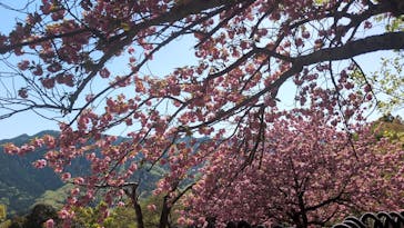 さがみ湖MORI MORIに投稿された画像（2025/4/21）