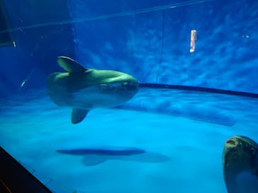 アクアワールド茨城県大洗水族館に投稿された画像（2025/4/21）