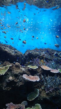 アクアワールド茨城県大洗水族館に投稿された画像（2025/4/21）