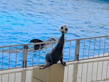 マリンワールド海の中道に投稿された画像（2025/4/21）
