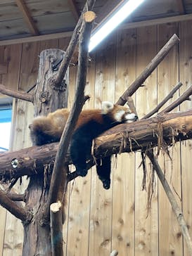 伊豆シャボテン動物公園に投稿された画像（2025/4/21）