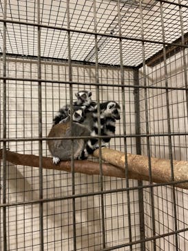 伊豆シャボテン動物公園に投稿された画像（2025/4/21）