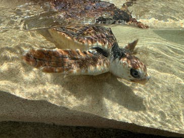 鴨川シーワールドに投稿された画像（2025/4/21）