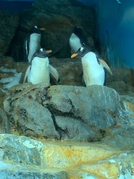 鴨川シーワールドに投稿された画像（2025/4/21）