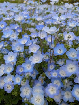 万博記念公園に投稿された画像（2025/4/21）