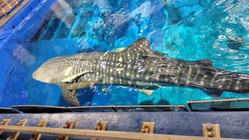 沖縄美ら海水族館（館内体験）に投稿された画像（2025/4/21）