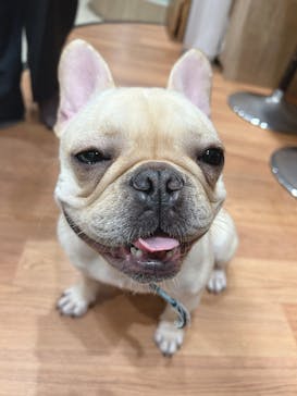 いぬカフェRio 下北沢店に投稿された画像（2025/4/21）