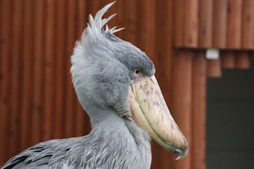 掛川花鳥園に投稿された画像（2025/4/21）