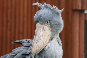 掛川花鳥園に投稿された画像（2025/4/21）