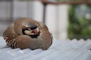 掛川花鳥園に投稿された画像（2025/4/21）