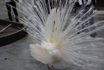 掛川花鳥園に投稿された画像（2025/4/21）