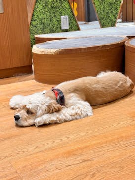 いぬカフェRio 新宿店に投稿された画像（2025/4/21）