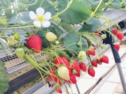 すごう農園直売所ピアッツァに投稿された画像（2025/4/21）