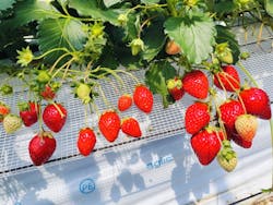 すごう農園直売所ピアッツァに投稿された画像（2025/4/21）