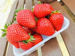 すごう農園直売所ピアッツァに投稿された画像（2025/4/21）