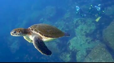 伊豆高原ダイビングスクール　リトルリッツに投稿された画像（2025/4/22）