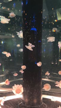 マクセル アクアパーク品川に投稿された画像（2025/4/22）