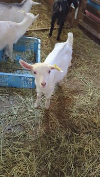 まかいの牧場に投稿された画像（2025/4/22）