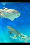 アクアワールド茨城県大洗水族館に投稿された画像（2025/4/15）