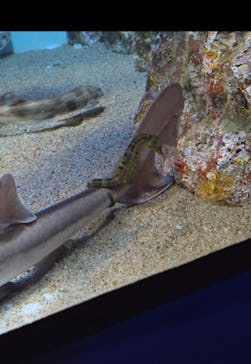 アクアワールド茨城県大洗水族館に投稿された画像（2025/4/15）