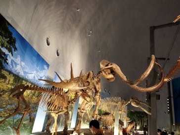 福井県立恐竜博物館に投稿された画像（2025/4/22）