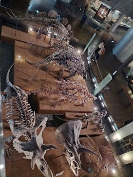 福井県立恐竜博物館に投稿された画像（2025/4/22）