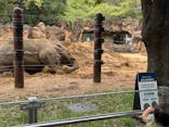 恩賜上野動物園に投稿された画像（2025/4/22）