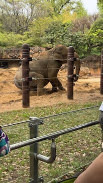 恩賜上野動物園に投稿された画像（2025/4/22）