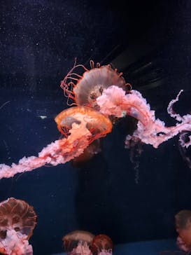 京都水族館に投稿された画像（2025/4/22）