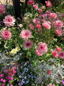 横浜イングリッシュガーデンに投稿された画像（2025/4/22）